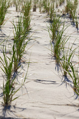 White sand dunes on the beach.