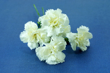 White carnation on paper.