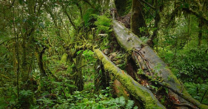 Zoom in dolly shot of amazing deep forest with old trees covered by moss