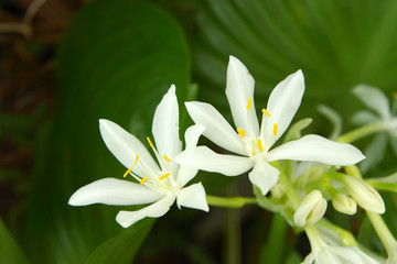 White flower of Eurycle amboinensis Lindl.