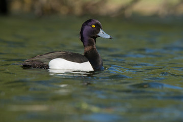 Tufted Duck - Male