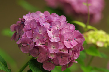 紫陽花