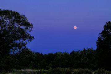 Foresty landscape at sunset.