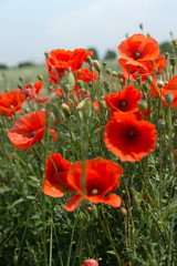 leuchtend rote Mohnblumen