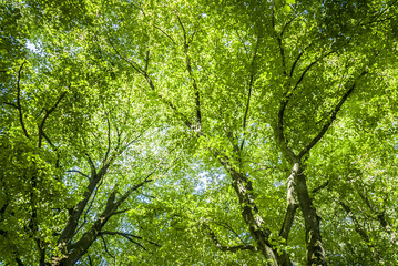 Green Canopy