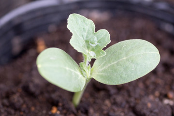 Watermelon seedling