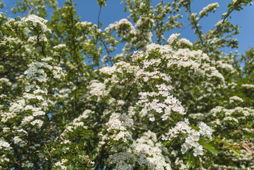 Hawthorn Flowers in bloom.