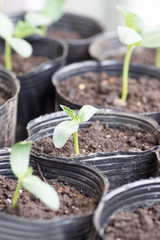 Cucumber seedling