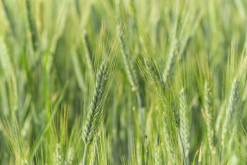 Green unripe barley