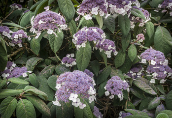 Hydrangea Aspera
