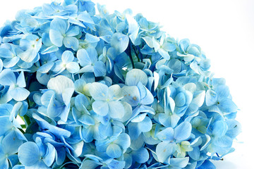 Blue Hydrangea flower isolated on white.