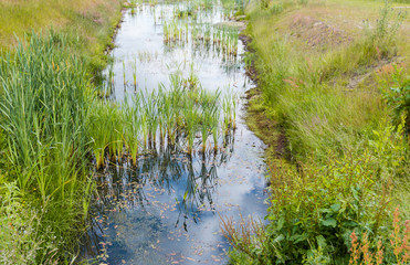 Ditch with reeds and water plants