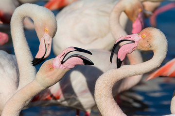 Greater Flamingo (Phoenicopterus roseus) - Couple portrait - obrazy, fototapety, plakaty