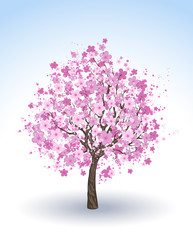 Naklejka premium flowering cherry tree