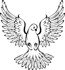 flying dove