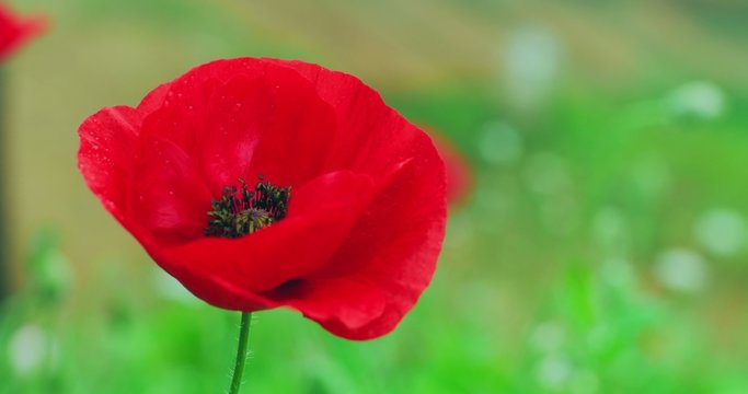 Vibrant red color poppy sensual and elegant flower blooming outdoors on green