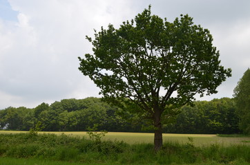 Obraz premium Lonely tree in a meadow