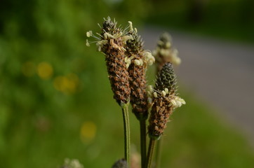Flowers of narrowleaf plantain