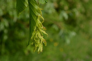 Common hornbeam leaf and flowers