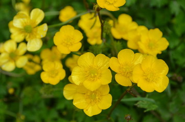 Yellow ranunculus flowers in meadow