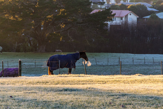 Breathing horse in frosty morning