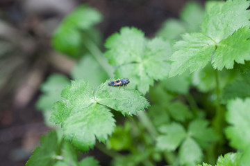 Larva of ladybug
