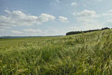 Gerstefeld mit Himmel