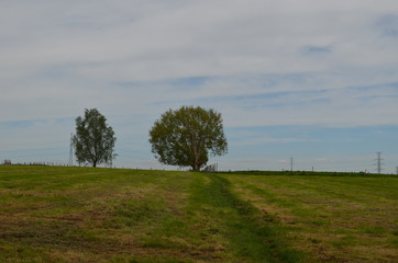 Walking trail through freshly mown grassland