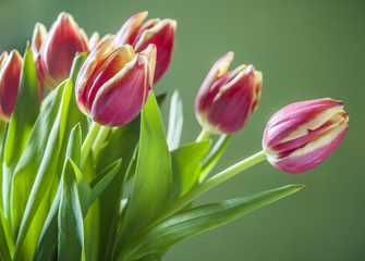 Pink Tulips