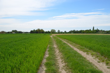 Fototapeta na wymiar Rural cart track through agricultural field