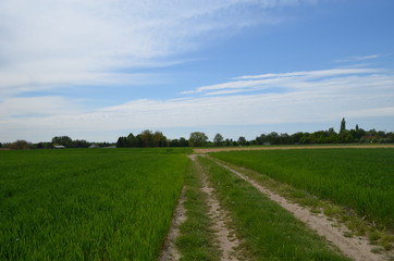 Rural cart track through agricultural field