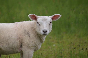 Obraz premium White sheep in a green meadow