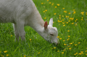 White goat grazing in green meadow with buttercups