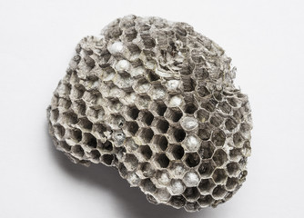 a wasp nest with nymph
