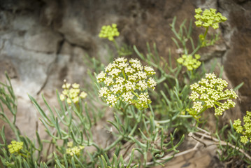 Rock Samphire