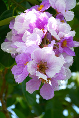 Queens Crape-Myrtle Flower blooming