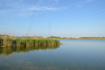 Reed in a lake in the Antwerp polder