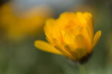 Flower with bokeh