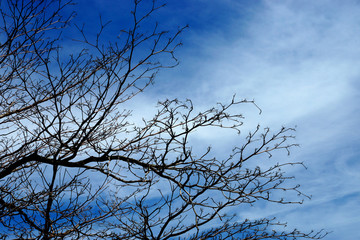 Silhouettes dead trees. Sky background.