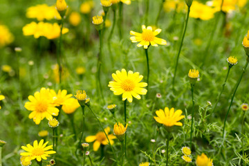 Potato flowers