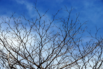 Silhouettes dead trees. Sky background.