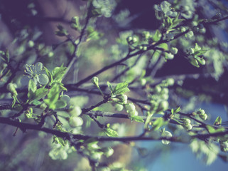 Retro Spring Blossoms Macro