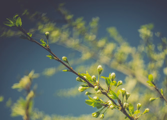 Retro Spring Blossoms Macro