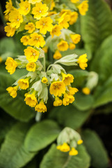 Yellow Primula