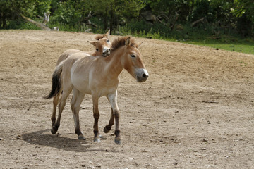 Przewalski-Fohlen in Aktion