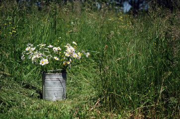 Bouquet of wild natural flowers