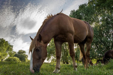 Naklejka na ściany i meble horses in the countryside