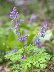 エゾエンゴサク