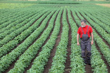 Farmer or agronomist walking in soybean field and examine plant