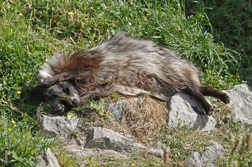 &quot;Marderhund wälzt sich&quot; Stockfotos und lizenzfreie Bilder auf Fotolia